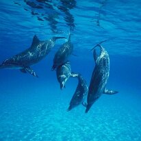 dolphins