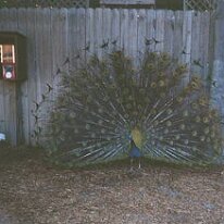 peacock