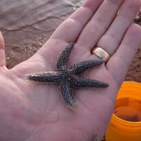 029 (2) GE DIGITAL CAMERA