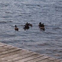 gedc4787 GE DIGITAL CAMERA