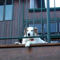 gedc3394 GE DIGITAL CAMERA