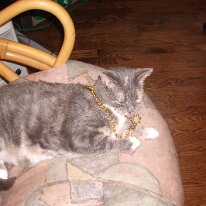 gedc2437 GE DIGITAL CAMERA