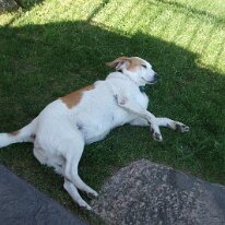 GEDC7153 GE DIGITAL CAMERA