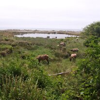 GEDC8602 GE DIGITAL CAMERA