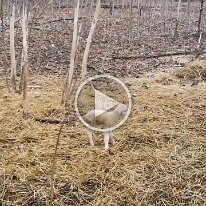 VID_471520315_070921_038