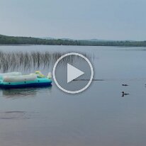 20210825_084248 -- mergansers