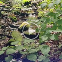 20210909_141758 -- creek2