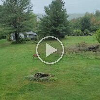 20210923_123459 -- deer