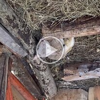 IMG_2624 -- new lambs