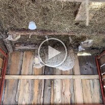 IMG_2626 -- new lambs3