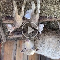 IMG_2633 -- lamb twins