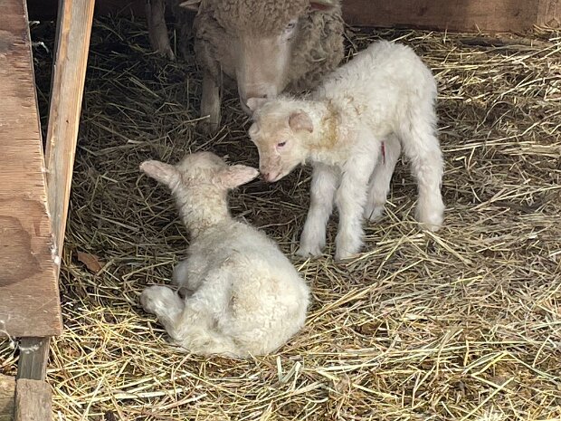 Lambs