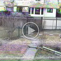 Calgary-deer-Meaghan-diaper